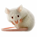 Dämonisierte Maus